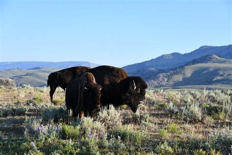 yellowstone lamar valley wildlife viewpoints.